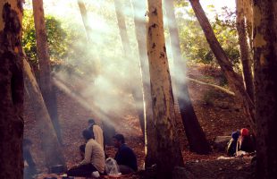 Picnick in de bossen